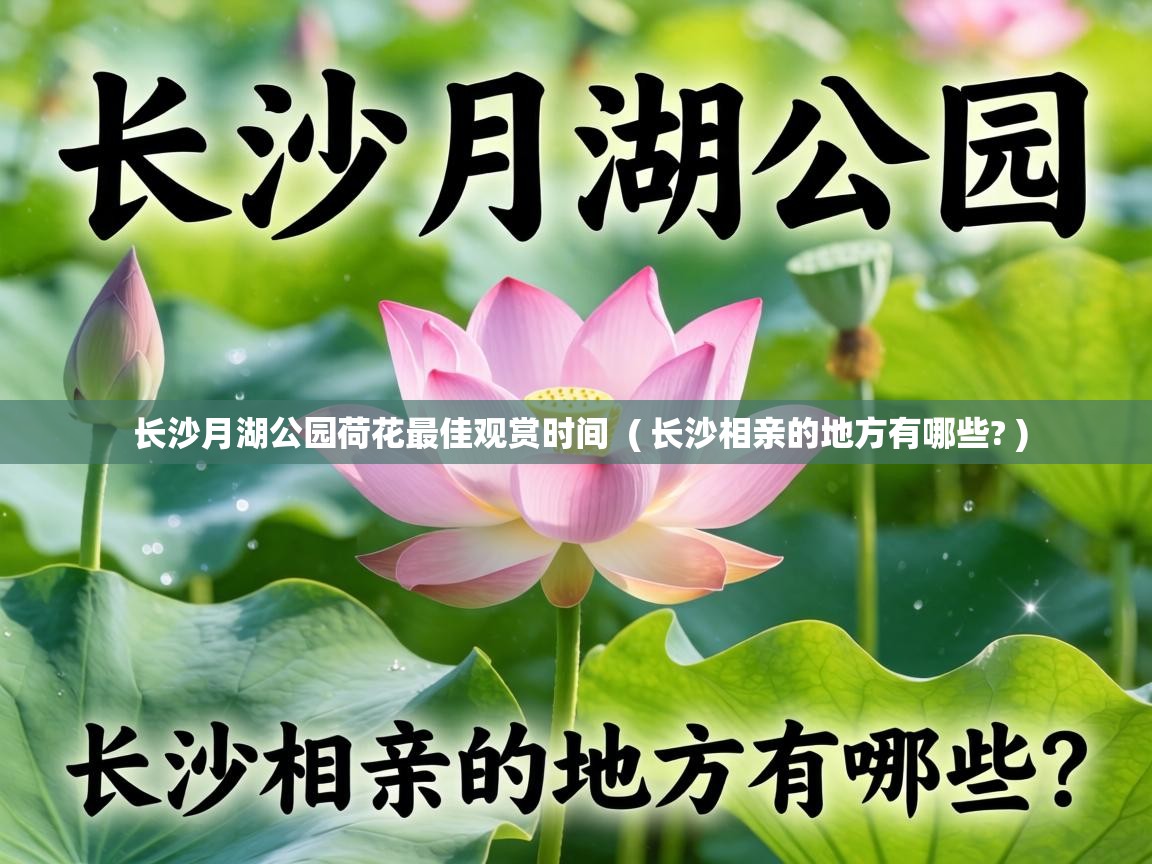 长沙月湖公园荷花最佳观赏时间 ( 长沙相亲的地方有哪些? ) 长沙月湖公园荷花最佳观赏时间 ( 长沙相亲的地方有哪些? )