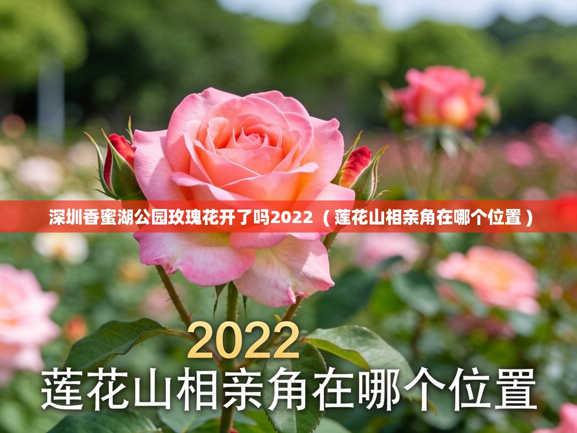  深圳香蜜湖公园玫瑰花开了吗2022  ( 莲花山相亲角在哪个位置 )