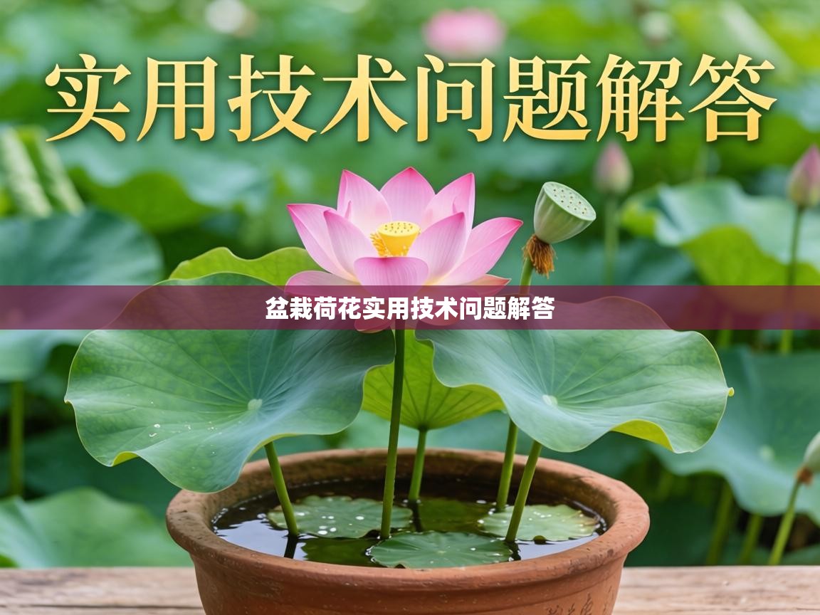  盆栽荷花实用技术问题解答 