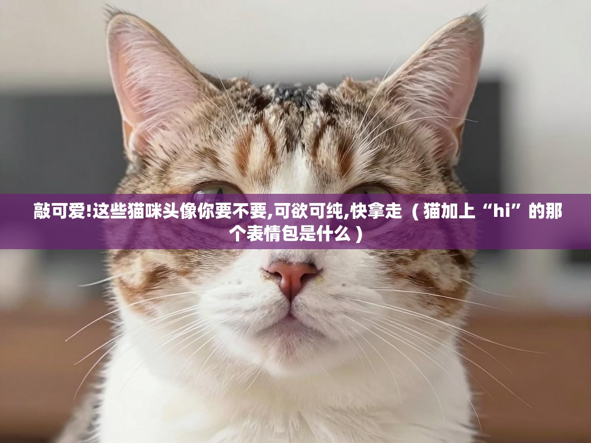  敲可爱!这些猫咪头像你要不要,可欲可纯,快拿走  ( 猫加上“hi”的那个表情包是什么 )