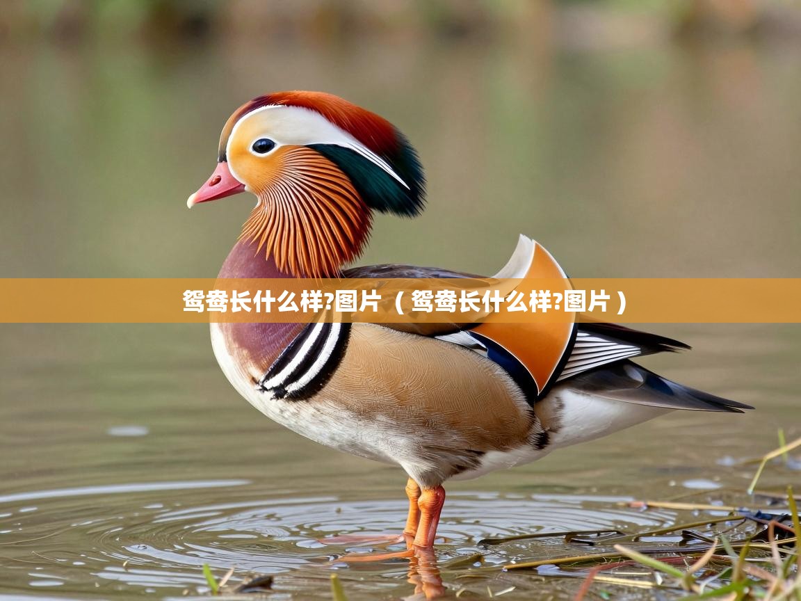  鸳鸯长什么样?图片  ( 鸳鸯长什么样?图片 )