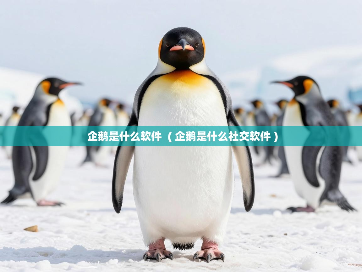  企鹅是什么软件  ( 企鹅是什么社交软件 )