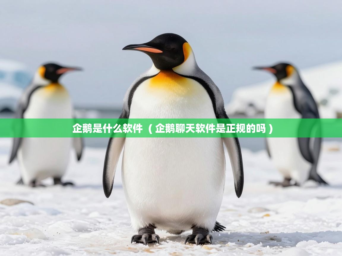  企鹅是什么软件  ( 企鹅聊天软件是正规的吗 )