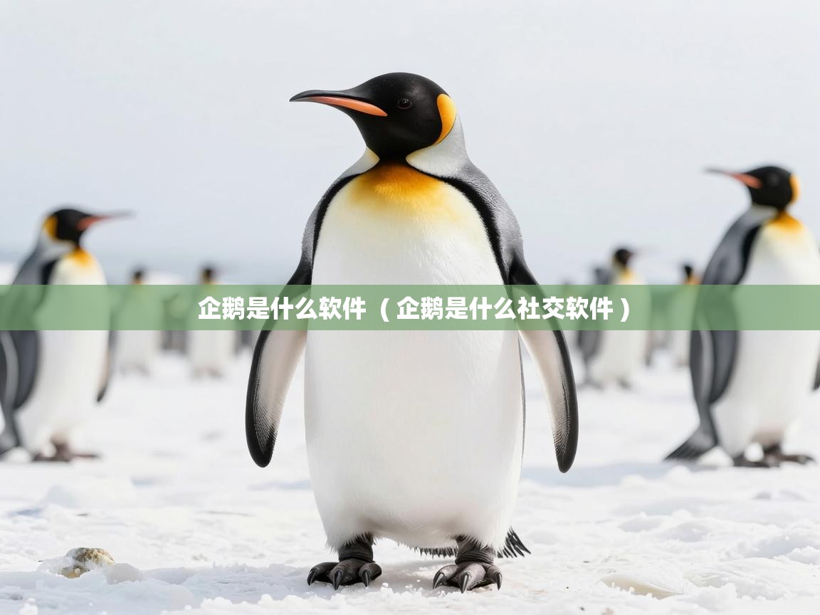  企鹅是什么软件  ( 企鹅是什么社交软件 )