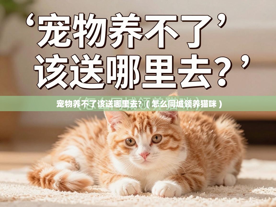  宠物养不了该送哪里去?  ( 怎么同城领养猫咪 )
